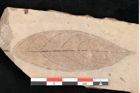Foto (Detailansicht) von Rhamnus sp.  (NHMW-GEO-2024-0188-11439)